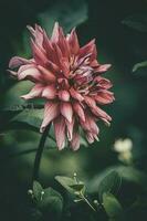 delicato estate rosa dalia fiore nel il giardino tra verde le foglie foto