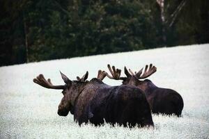 esso è un' nord americano foresta animale quello sembra piace un' bufalo foto