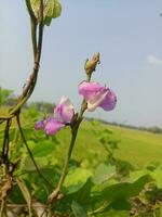 giacinto fagiolo, bellezza fiore, bellezza natura foto