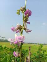 giacinto fagiolo, bellezza fiore, bellezza natura foto