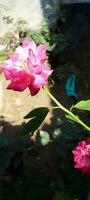 giardino Rose, sfondo, bellezza fiore foto