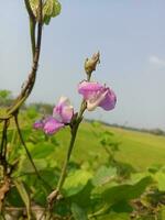 giacinto fagiolo, bellezza fiore, bellezza natura foto