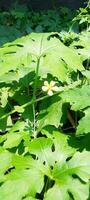 amaro melone fiore, sfondo, bellezza natura foto