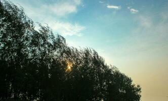 il sera leggero di il sole affonda dietro a il alberi foto