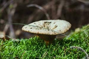 grande fungo nel il verde muschio tappeto di un' foresta foto