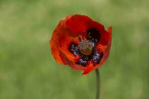 rosso papavero fiore contro verde erba foto