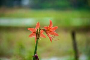 zephyranthes fiori nel il cortile foto