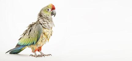 cacatua ritratto studio su bianca sfondo e copia spazio. generativo ai foto