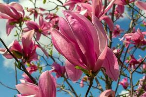 dolce rosa magnolia soulangeana fiore su un' ramoscello fioritura contro chiaro blu cielo a molla, vicino su foto