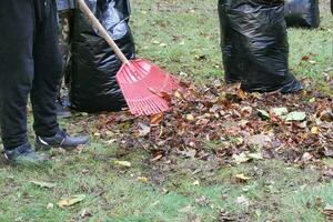 pulizia di autunno asciutto le foglie con fan rastrello su prato. autunno di stagione giardino opera a parco. ecologico il volontariato concetto. primavera pulito su un' verde erba di indietro cortile. mucchio nel un' grande sacco. foto