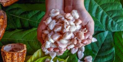 superiore Visualizza di fresco bianca cacao seme nel il mani di agricoltori, crudo Materiale per fabbricazione cioccolato. foto