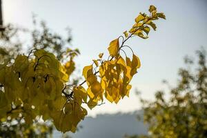 autunno sole, splendente attraverso il giallo le foglie. foto