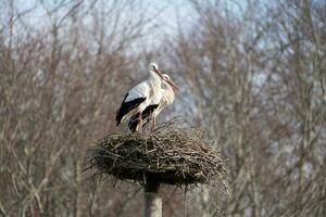 Due bianca cicogne seduta su loro nido nel un' nazionale parco foto