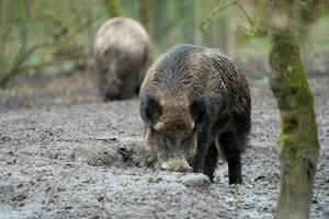 selvaggio cinghiale mangiare prima colazione nel un' nazionale parco foto