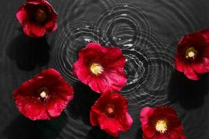 malva fiori nel nero acqua sfondo con concentrico cerchi e increspature. naturale bellezza terme concetto, copia spazio foto