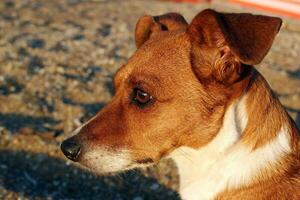 Jack russell terrier su il spiaggia foto