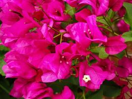 bellissimo fiore di bouganville e primo piano rosa brattee foto