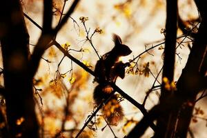 rosso scoiattolo, sciurus volgare, sciuridae foto