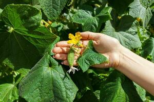 vicino su di fresco anziano donna contadino mani dai un'occhiata cetrioli. salutare mangiare e agricoltura concetto foto