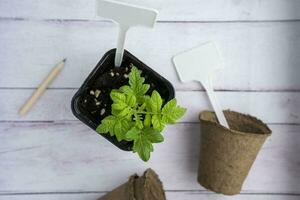 un' pentola con un' pomodoro germoglio, torba pentole per piantine, giardino etichette e un' matita foto