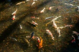 koi pesce nel il all'aperto stagno foto