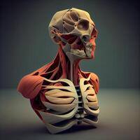 umano scheletro anatomia su buio sfondo. 3d illustrazione. umano corpo., ai generativo Immagine foto