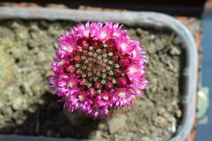 rosa fioritura cactus foto