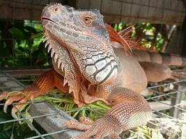 ritratto di grande iguana, bellissima iguana rosso arancia colorato erbivoro lucertole guardare avvicinamento foto