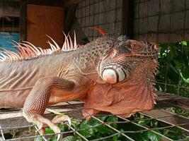 ritratto di grande iguana, bellissima iguana rosso arancia colorato erbivoro lucertole guardare avvicinamento foto