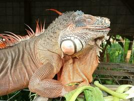 ritratto di grande iguana, bellissima iguana rosso arancia colorato erbivoro lucertole guardare avvicinamento foto