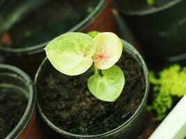 caladium bicolor Multi plattrun su stesso impianti bellissimo leafe foto