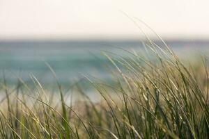 kirra spiaggia dune foto