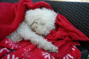 carino bianca addormentato cane coperto con rosso lenzuolo. bichon frise. addormentato bianca bichon. foto