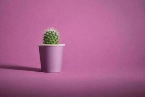 avvicinamento tiro verde cactus nel viola pentola su viola sfondo foto