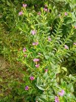 un' pianta con viola fiori e verde foglie.a campo di fiori con verde le foglie e rosa fiori.a mazzo di viola fiori siamo nel un' campo.natura Visualizza, piccolo fiore, fiori boschetto. foto