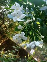 gelsomino fiore giardino. un' albero con bianca fiori e verde le foglie con il parola gelsomino su esso. natura Visualizza, fiore boschetto, verde le foglie. foto