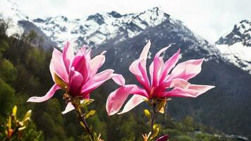 rosa magnolia fiori fioritura albero nel il selvaggio contro il sfondo di nevoso montagne. magnolia stellata, selettivo messa a fuoco. foto