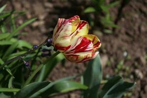 filo di un' colore misto tulipano. Questo tulipano ha tutti e due giallo e rosso modelli su esso foto