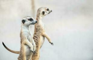 meerkat suricata suricatta, africano nativo animale, foto