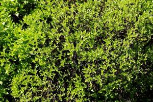 gelsomino cespuglio nel primavera. il primo verde le foglie su il rami di il pianta. il latino nome è filadelfo limone o filadelfo l. foto