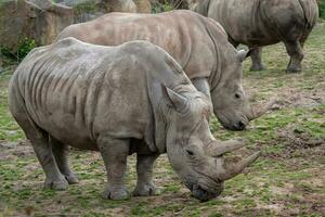 meridionale bianca rinoceronte ceratotherium simum simum. foto