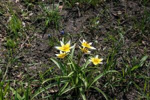 Turkestan tulipani o Tulipa Turkestanica. delicato primavera fiori. astratto floreale sfondo. sfocato sfondo. vicino su. foto