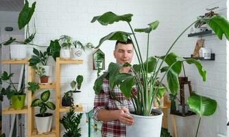 uomo pianta allevatore hold nel mano casa impianti strelitzia nel pentola a partire dal sua collezione a casa su il scaffali. ricerca per parassiti, cura, irrigazione, fertilizzanti. casa Ritaglia produzione foto