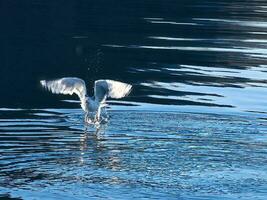 gabbiani prende via nel il fiordo. acqua gocce spruzzo nel dinamico movimento di mare uccello. foto