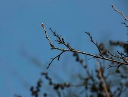 semi di esocorda korolkowii nel primavera contro un' blu cielo. esocorda alberti è un' arbusto rosa nativo per Asia. foto