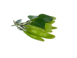 verde sheesham ki fali palissandro dalbergia sisso seme baccelli con le foglie foto