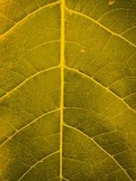 vicino su sfondo struttura di autunno le foglie adatto per a tema autunnale sfondi foto