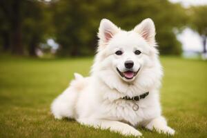 ritratto di un' bellissimo cane razza americano eschimese cane nel il parco. generativo ai foto