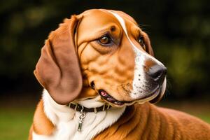 ritratto di un' bellissimo cane in piedi nel il parco. generativo ai foto