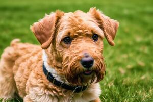 ritratto di un' bellissimo airedale terrier cane nel il parco. generativo ai foto